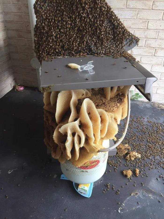Large wild beehive with hundreds of bees on a mailbox in Australia showing the land of nope dangers.