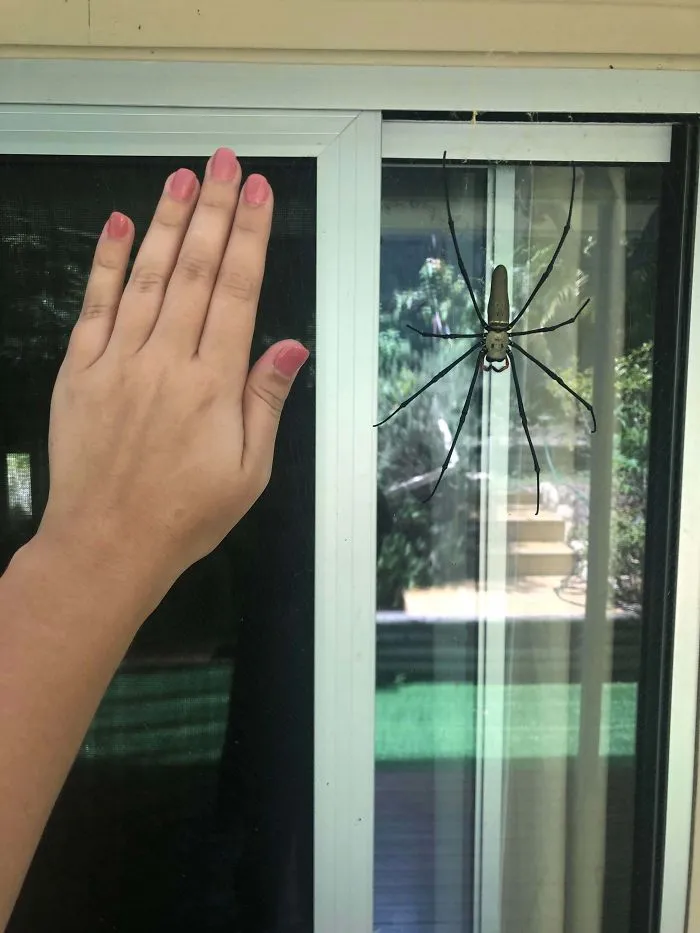 Large spider on a window next to a hand for size comparison, showcasing why Australia is the land of nope.
