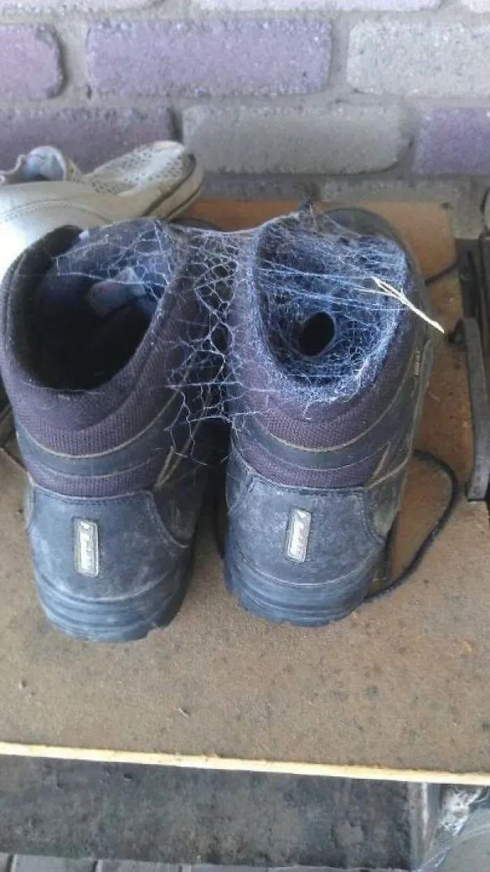 Worn boots covered in spider webs, illustrating unexpected hazards in Australia’s land of nope.