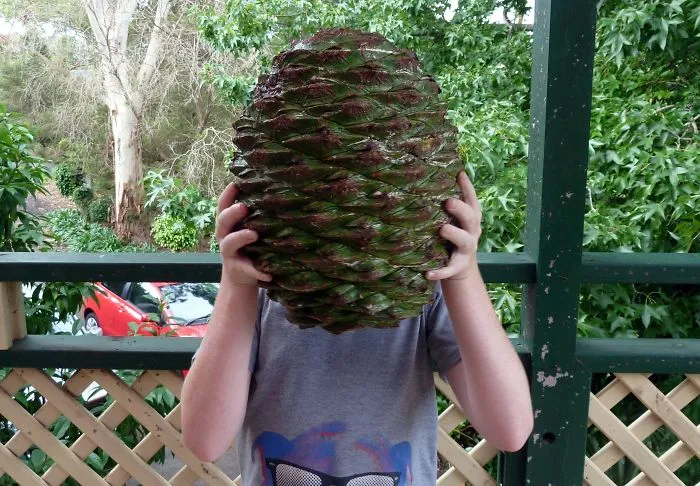 Piña de Araucaria, ha matado a gente tras caerles en la cabeza