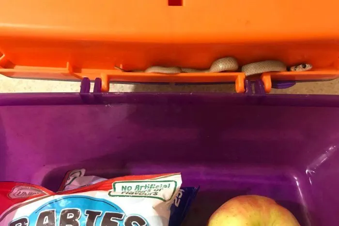 Small snake hiding in an orange lunchbox lid in Australia, near snacks and an apple.