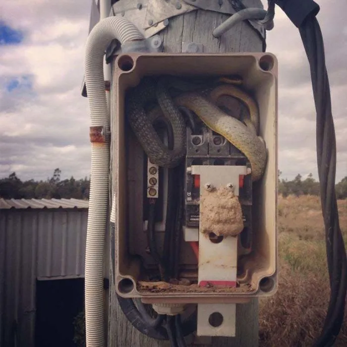 Snake coiled inside an open electrical box mounted on a pole in rural Australia, highlighting unusual wildlife encounters.