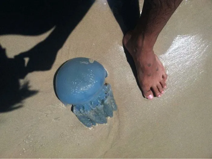 Blue jellyfish washed up on sandy beach near a human foot, illustrating Australia land of nope dangerous marine life.