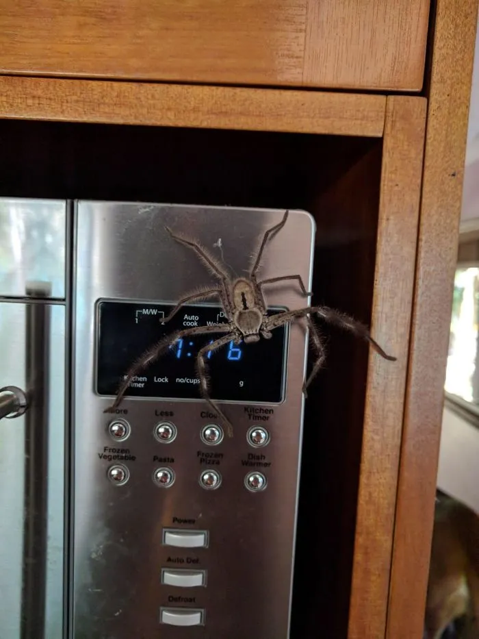 Hoy no entro a la cocina