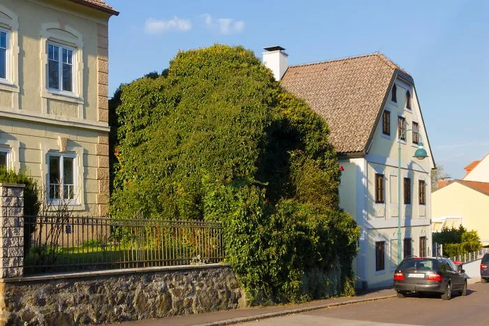 This Building Was Completely Overgrown By Ivy