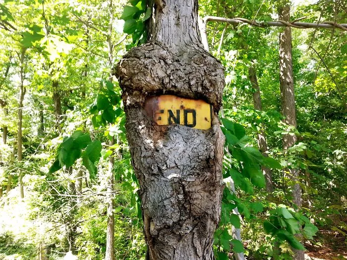 This Tree Has Almost Completely Overgrown A Large Metal Sign Posted On It