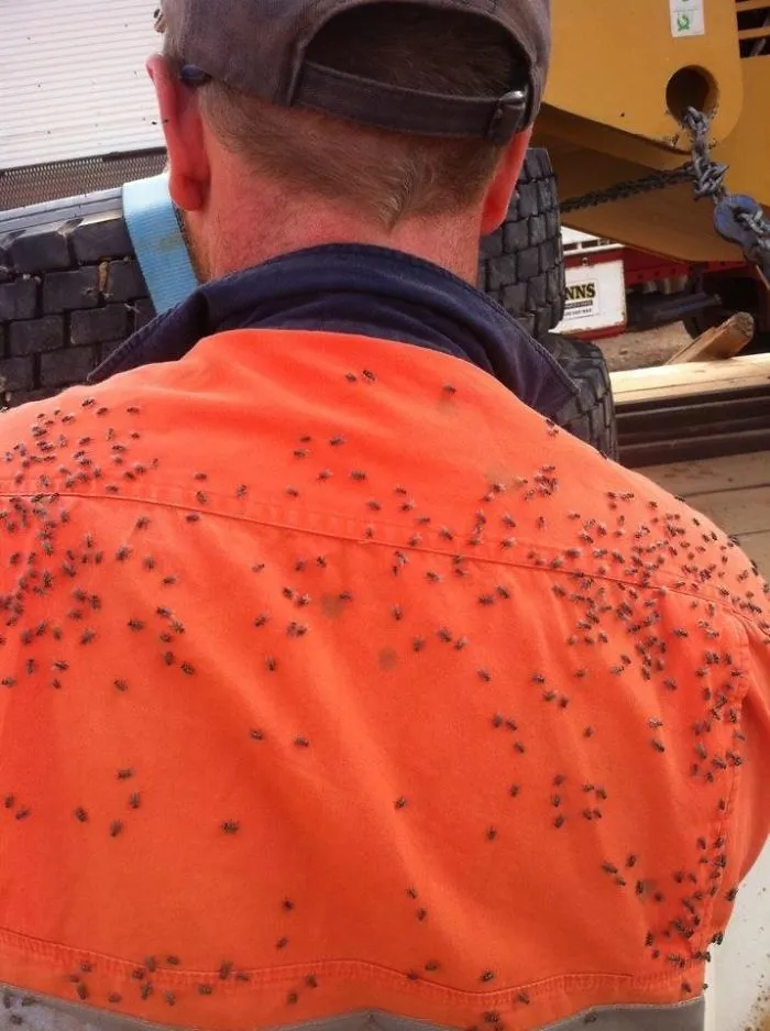 Man in orange shirt covered with flies in Australia.