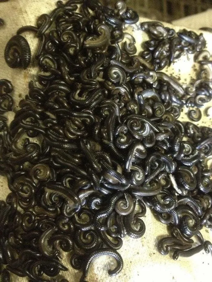 Every Winter Black Portuguese Millipedes Invade The South Of Western Australia