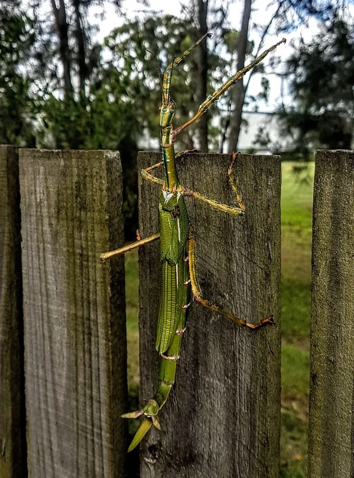 Insectos del tamaño de mamíferos