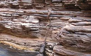 Australia Is The Land Of ‘Nope’, And These 75 Pictures Prove It