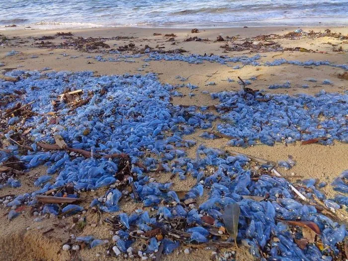Blue jellyfish washed up on an Australian beach, illustrating nature’s surprises in Australia as the land of nope.