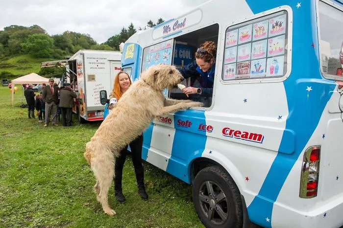 Probando el helado para su humana
