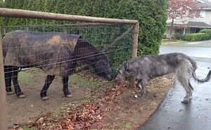 People Are Posting Hilarious Photos Of Their Irish Wolfhounds, And It’s Crazy How Large They Are