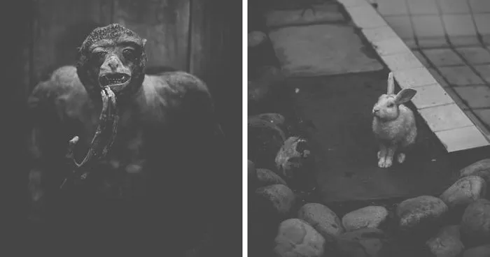 Artist Captures The Heartbreaking Reality Of The Bangladesh National Zoo (15 Pics)