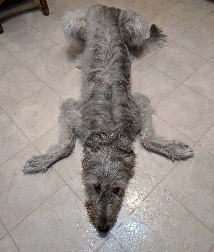 How He Lies In The Kitchen Waiting For Something To Fall