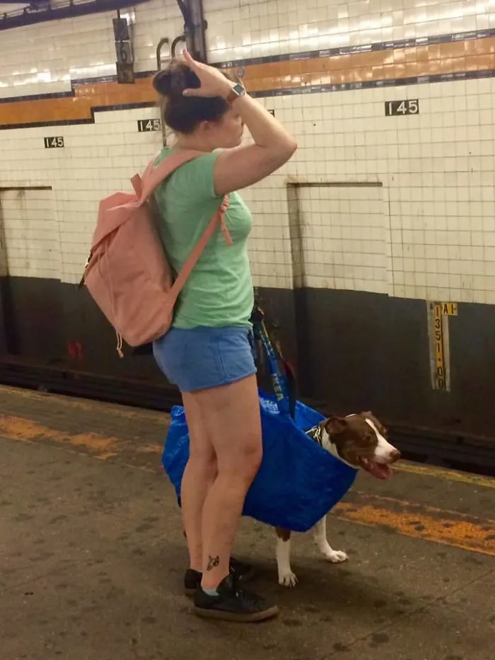 No puedes llevar a tu perro en el metro de Nueva York a menos que quepa en una bolsa