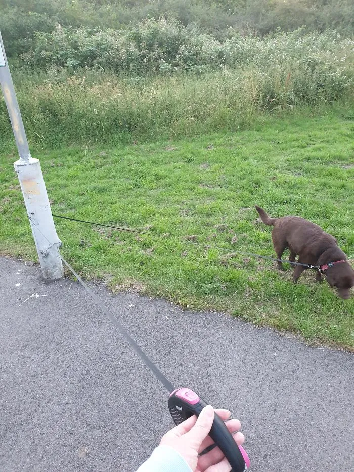 Cuando tu perro hace esto