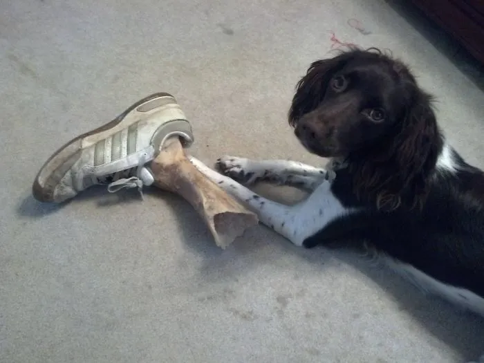 My Dog Is Trying To Scare The Hell Out Of Me