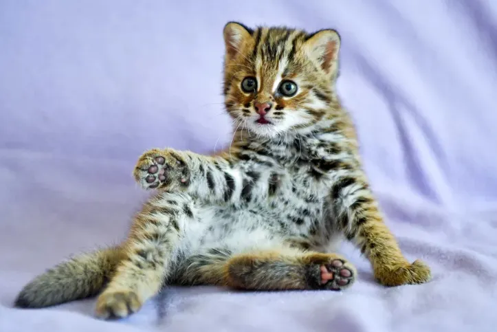 Cat Declawing Is Now Banned In New York