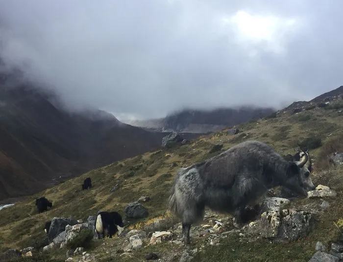 I Went On A Three Week Trek Around Mt. Manaslu In The Himalayas. Part Of It Peeked Through The Clouds One Time...