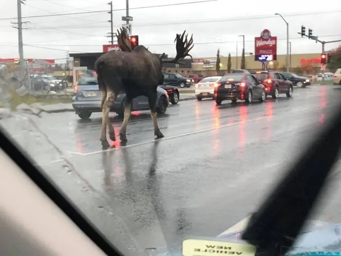 Mientras tanto en Alaska