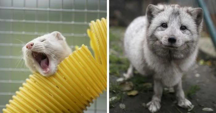 30 Pictures Of Animals Who Escaped The Horror Of A Fur Farm And Now Live Happily At Sanctuaries
