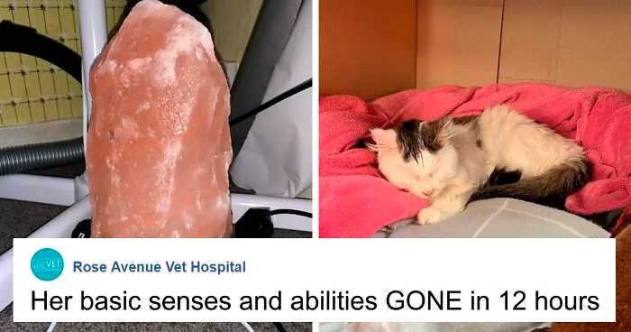 Owner Of Cat That Nearly Died Explains Why It's Terribly Dangerous To Own A Salt Lamp If You Have Pets 