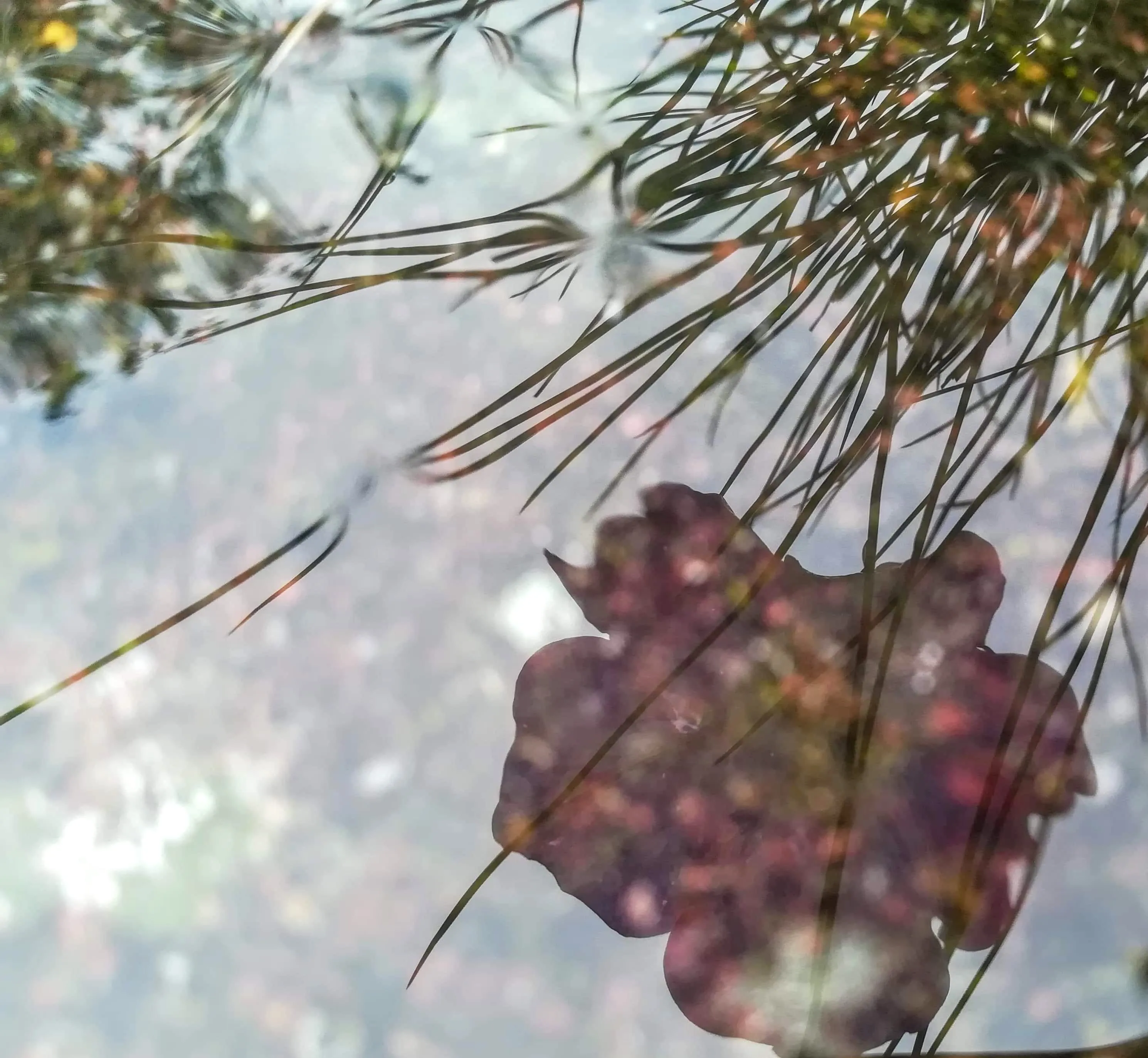 I Used Water To Create Different Reflection Images