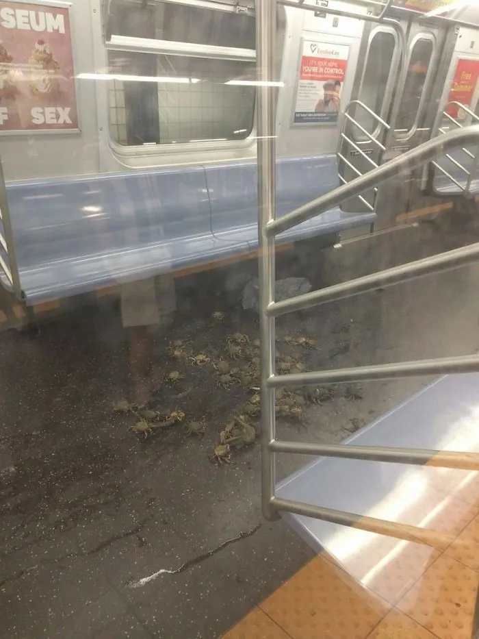 Cangrejos en el metro de Nueva York