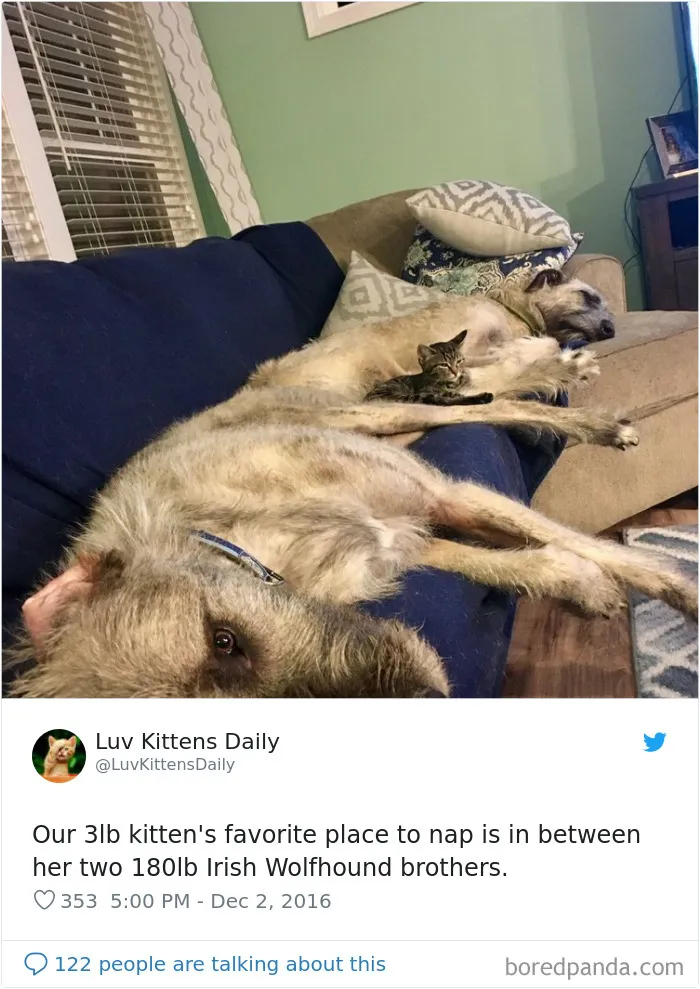 Su lugar favorito para echarse la siesta