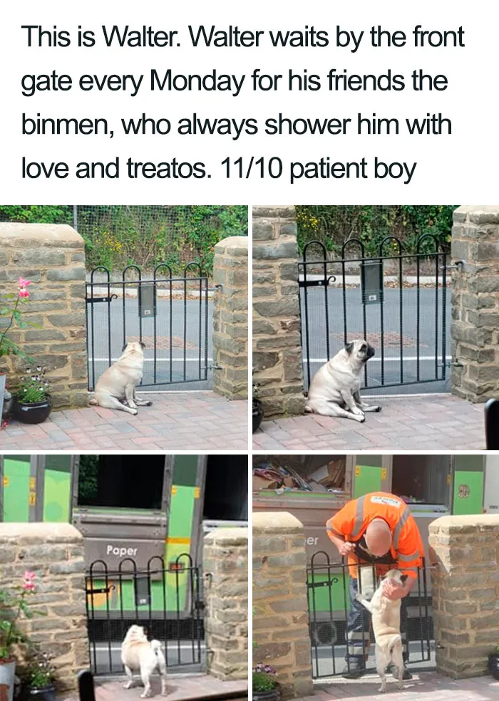 30 Wholesome Dog Posts That Will Hopefully Make Your Day (New Pics)