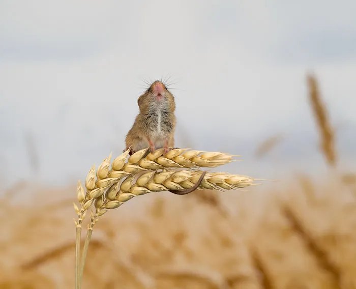 35 Adorable Photos Of Harvest Mice Living Their Tiny Lives By Dean Mason