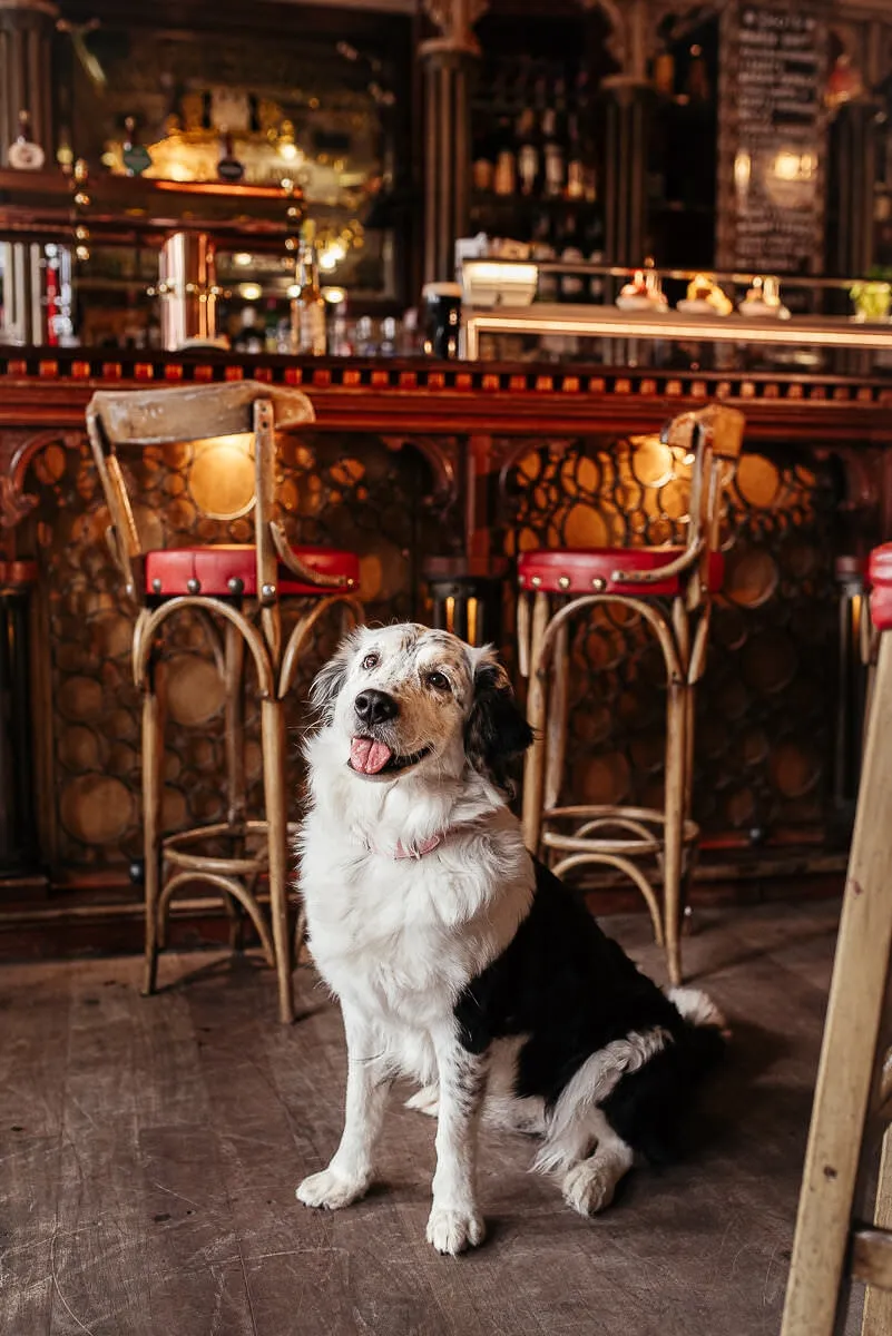 One Unusual Activity With Your Dog,
beer Tasting For Dogs And Humans