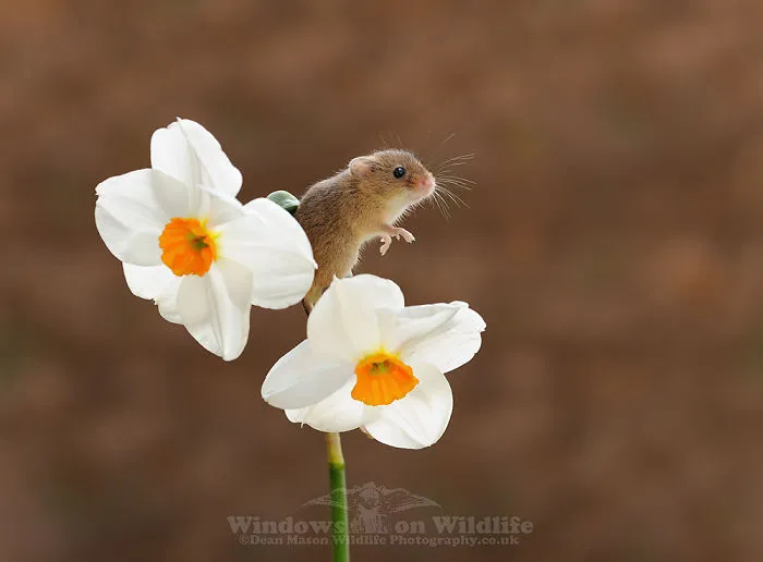 35 Adorable Photos Of Harvest Mice Living Their Tiny Lives By Dean Mason