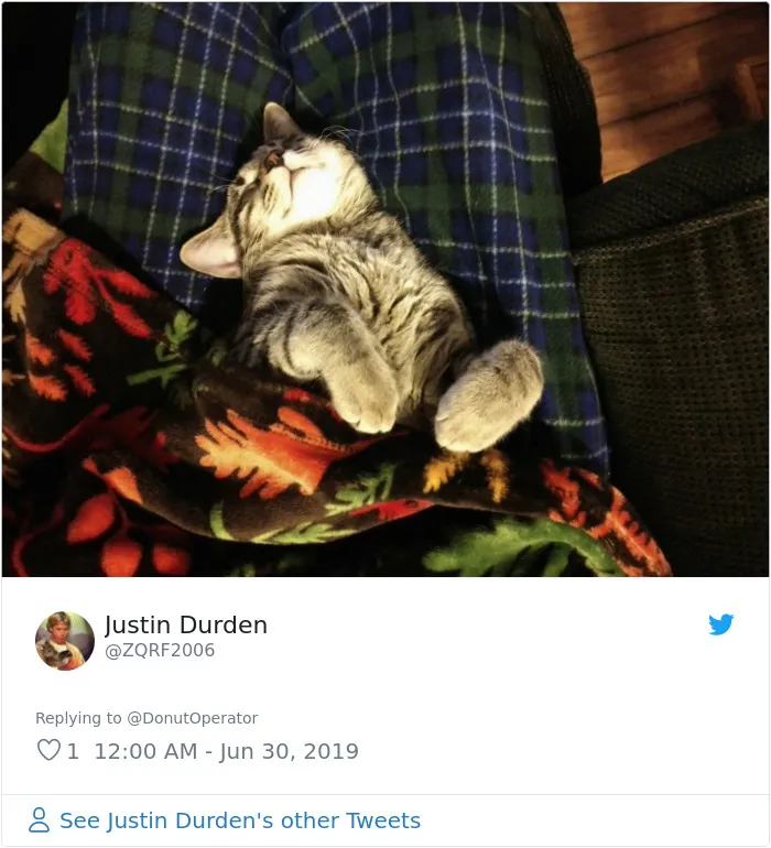 Guy “Tricks” People Into Sending Them Cute Cat Pics