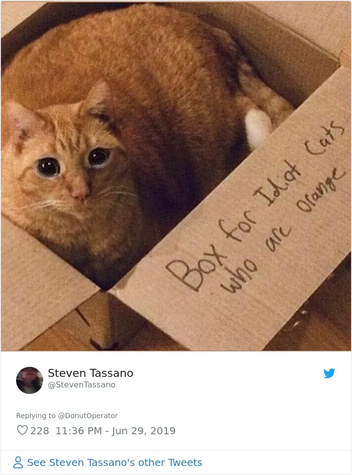 Guy “Tricks” People Into Sending Them Cute Cat Pics