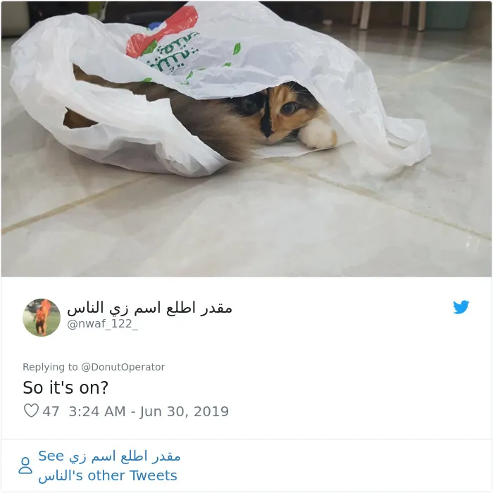 Guy “Tricks” People Into Sending Them Cute Cat Pics