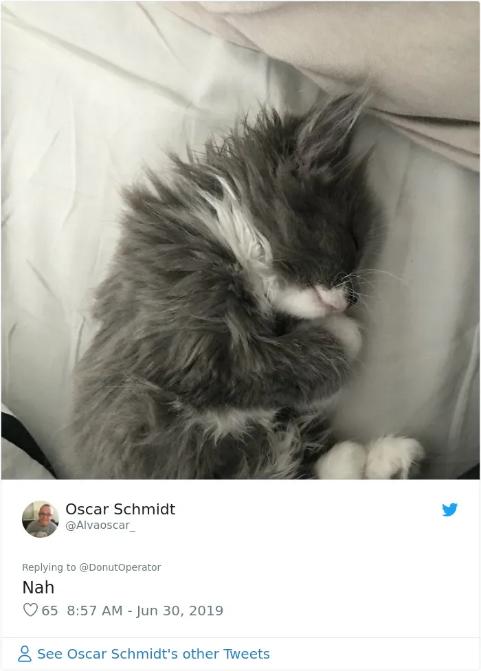 Guy “Tricks” People Into Sending Them Cute Cat Pics
