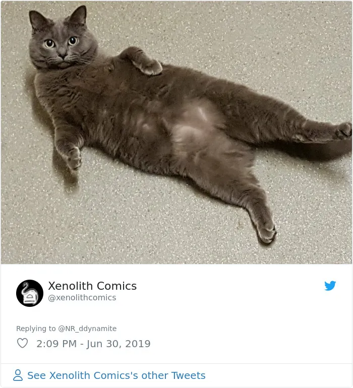 Guy “Tricks” People Into Sending Them Cute Cat Pics