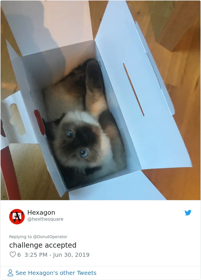 Guy “Tricks” People Into Sending Them Cute Cat Pics