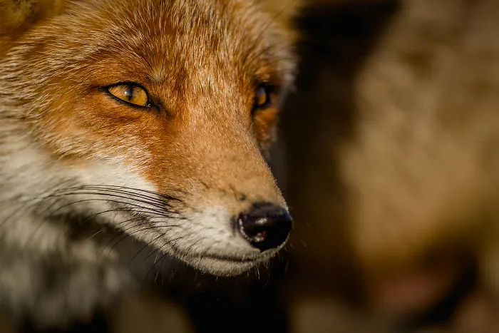 Foxes Of Amsterdam