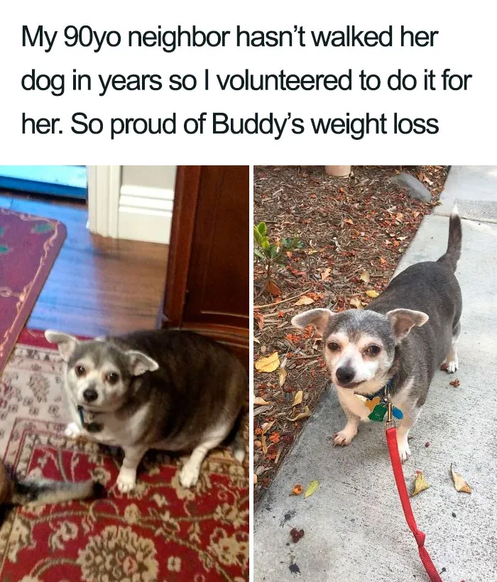 30 Wholesome Dog Posts That Will Hopefully Make Your Day (New Pics)