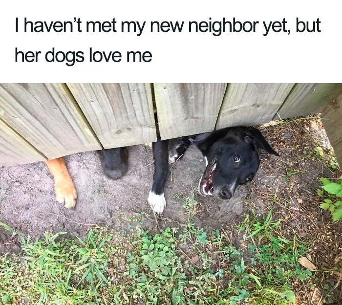 30 Wholesome Dog Posts That Will Hopefully Make Your Day (New Pics)