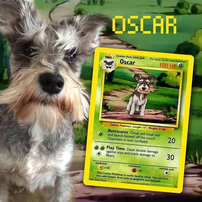 Artist Transforms Pets Into Pokémon Cards (30 Pics)