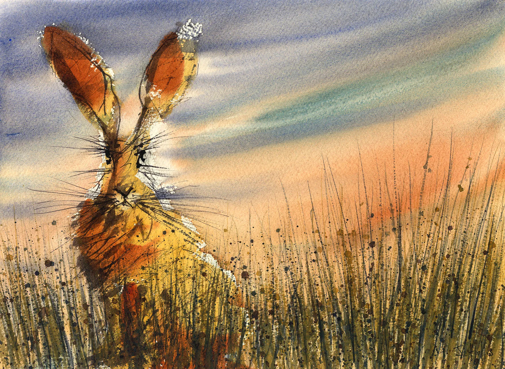 Meadow Hare