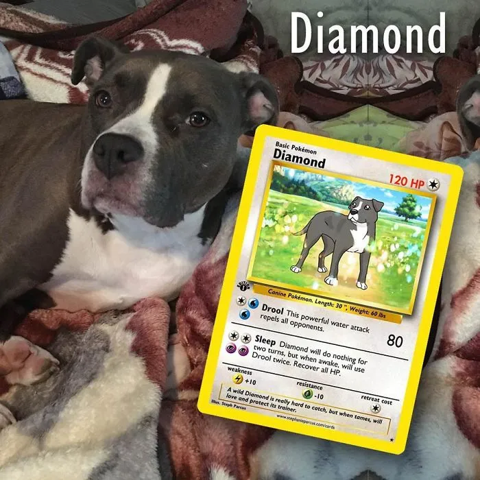 Artist Transforms Pets Into Pokémon Cards (30 Pics)