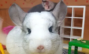 2 Cute Chinchillas At Hawkins - Stranger Things