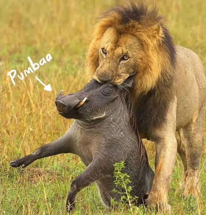 The Lion King