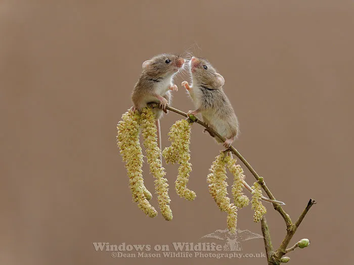 30 Adorables fotos de ratones espigueros haciendo su vida, por Dean Mason