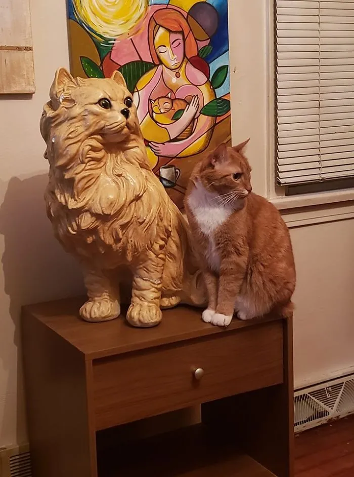 El gato de cerámica costó 5$, el gato de verdad se llama Nugget y lo encontramos en una maceta en la tienda de bricolaje cuando solo tenía una semana